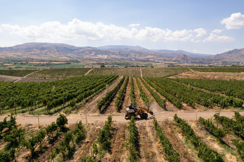 Kızılırmak havzasındaki Vinkara bağları